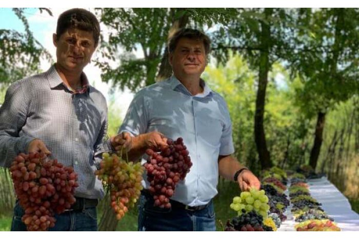 Family enterprise from south Moldova city exports exports all grapes produced in 2024 to EU market  