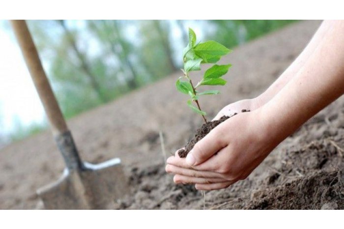 National afforestation campaign starts in Moldova 