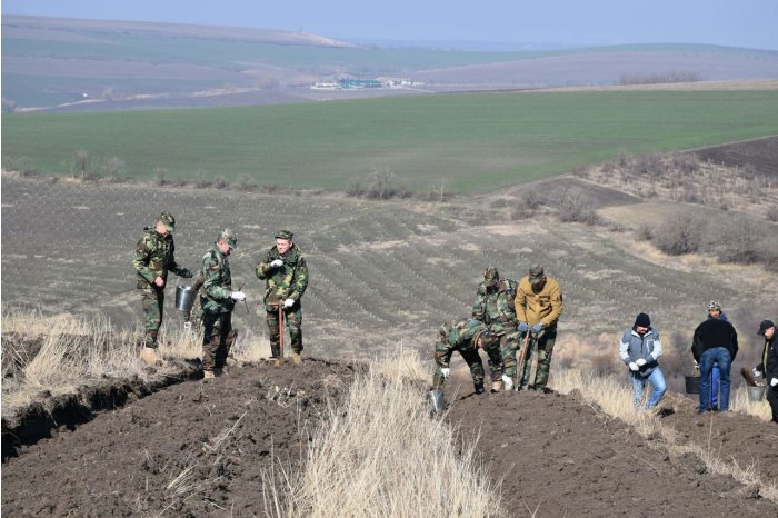 Moldovan National Army's servicemen participate in afforestation campaign 